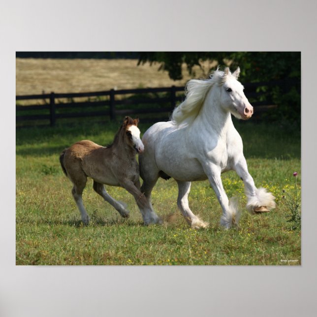 Bob Langrish | Gypsy Vanner Horse Mare & Foal Poster (Front)
