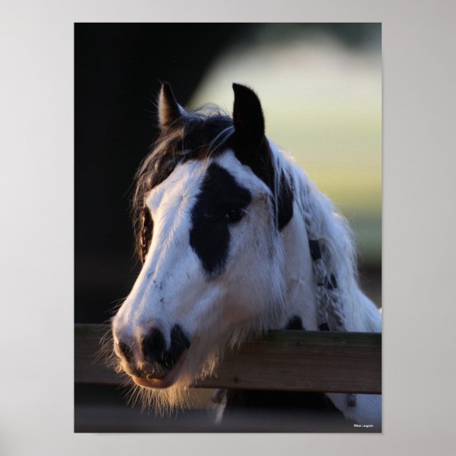 Bob Langrish | Gypsy Vanner looking Over Fence Poster (Front)