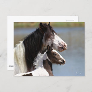 Bob Langrish Gypsy Vanner Mare and Foal Headshot Postcard