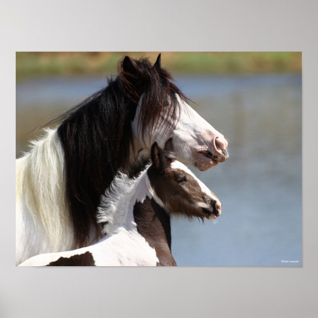Bob Langrish | Gypsy Vanner Mare and Foal Headshot Poster (Front)