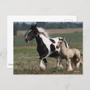 Bob Langrish Gypsy Vanner Mare and Foal Running Postcard