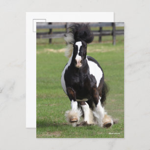 Bob Langrish Gypsy Vanner Running Postcard