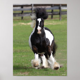 Bob Langrish Gypsy Vanner Running Poster