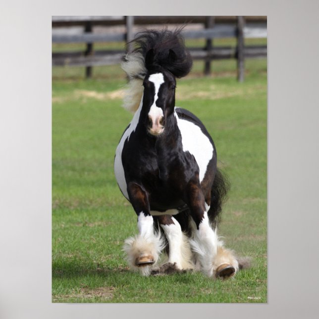 Bob Langrish | Gypsy Vanner Running Poster (Front)
