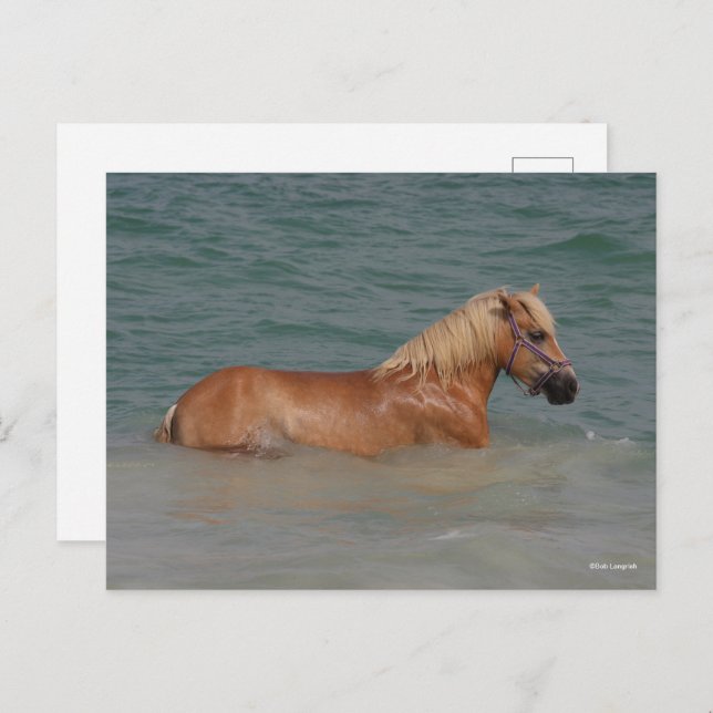 Bob Langrish | Haflinger Horse Swimming In Sea Postcard (Front/Back)