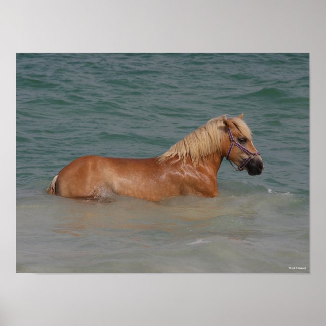Bob Langrish | Haflinger Horse Swimming In Sea Poster (Front)