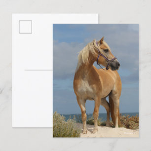 Bob Langrish Haflinger Standing On Beach Postcard
