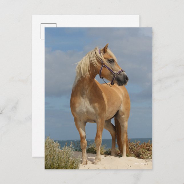 Bob Langrish | Haflinger Standing On Beach Postcard (Front/Back)