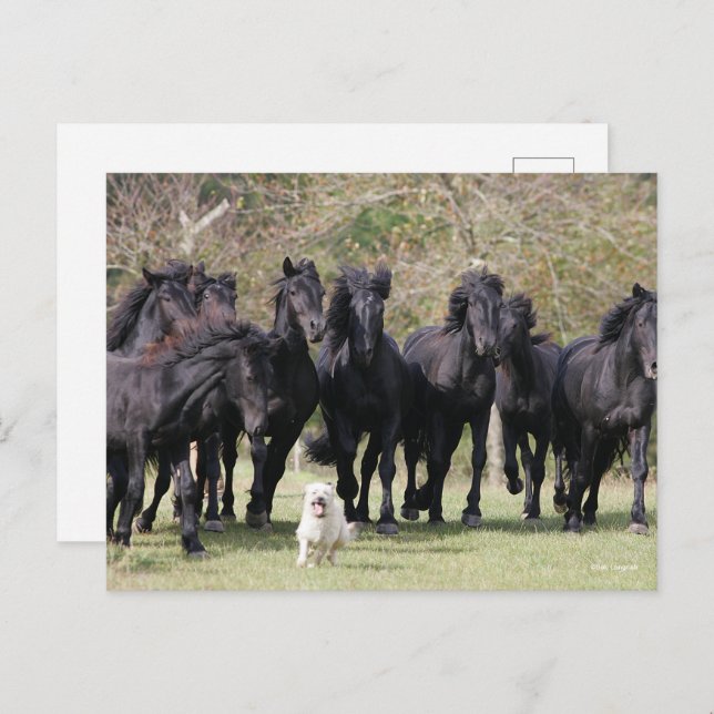 Bob Langrish | Herd Black Meren Horses and Dog Postcard (Front/Back)