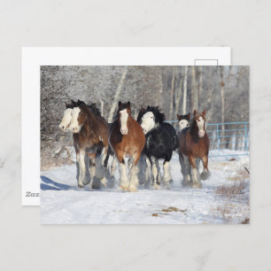 Bob Langrish   Herd Of Clydesdales In Snow Postcard