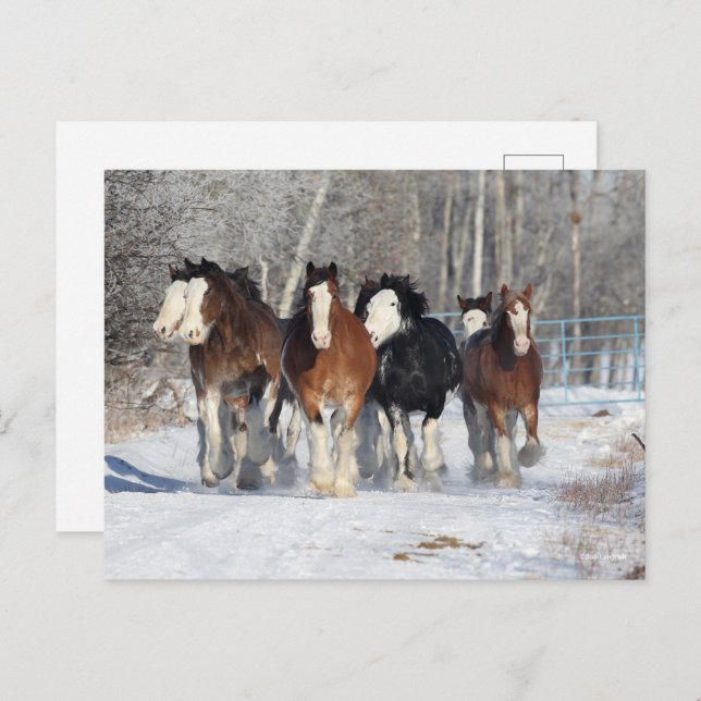 Bob Langrish | Herd Of Clydesdales In Snow Postcard (Front/Back)