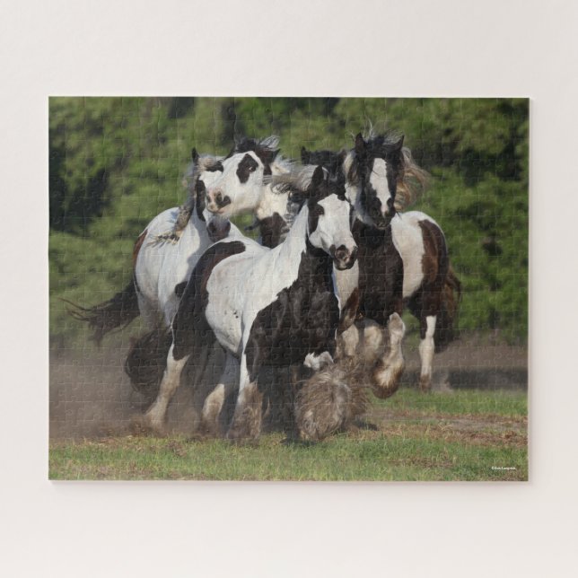 Bob Langrish | Herd Of Gypsy Vanner Horses Running Jigsaw Puzzle (Horizontal)