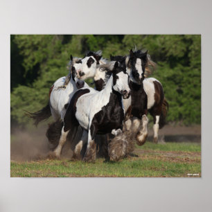 Bob Langrish   Herd Of Gypsy Vanner Horses Running Poster