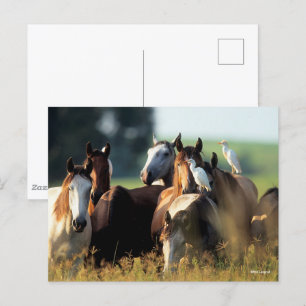 Bob Langrish   Herd Of Horses Standing With Birds Postcard