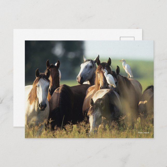 Bob Langrish | Herd Of Horses Standing With Birds Postcard (Front/Back)