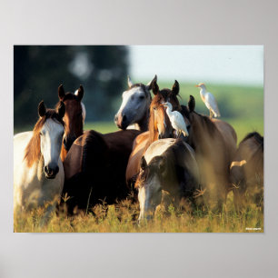 Bob Langrish   Herd Of Horses Standing With Birds Poster