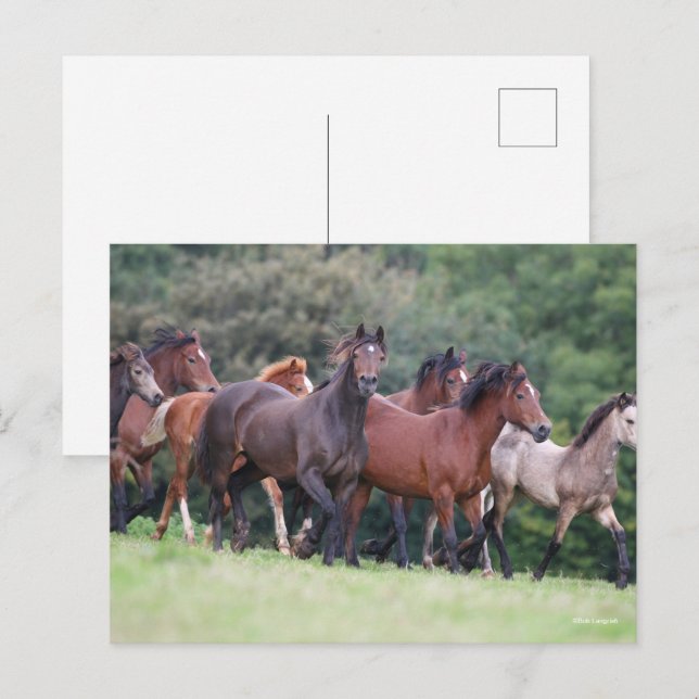 Bob Langrish | Herd of Welsh Ponies In Field Postcard (Front/Back)