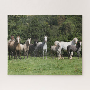 Bob Langrish   Herd Of Welsh Ponies Standing Jigsaw Puzzle
