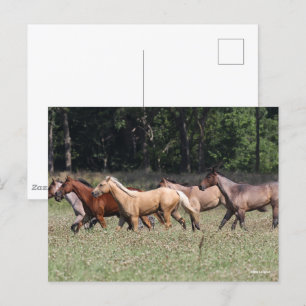 Bob Langrish   Herd Quarter Horses Walking Postcard