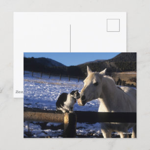 Bob Langrish   Horse and Cat In the Snow Postcard