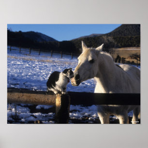 Bob Langrish Horse and Cat In the Snow Poster