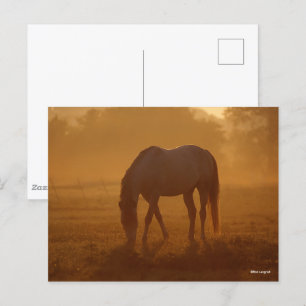 Bob Langrish Horse Grazing Sunrise Postcard