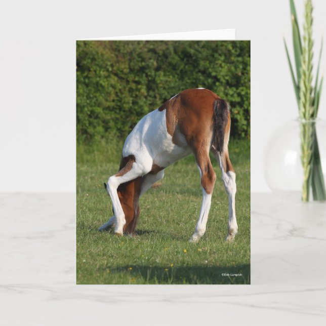 Bob Langrish | Irish Sport Horse Foal Grazing Card (Front)