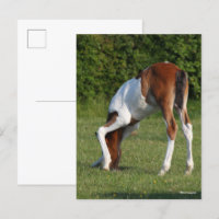 Bob Langrish | Irish Sport Horse Foal Grazing