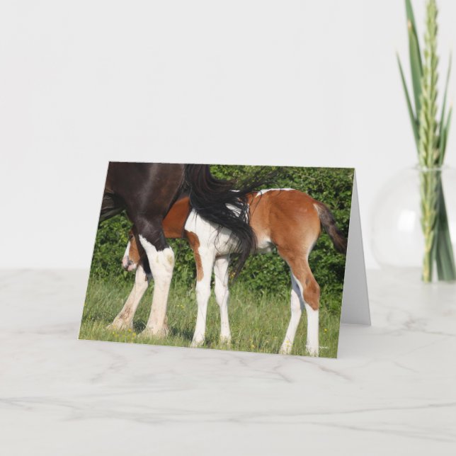Bob Langrish | Irish Sport Horse Foal Hiding Card (Front)