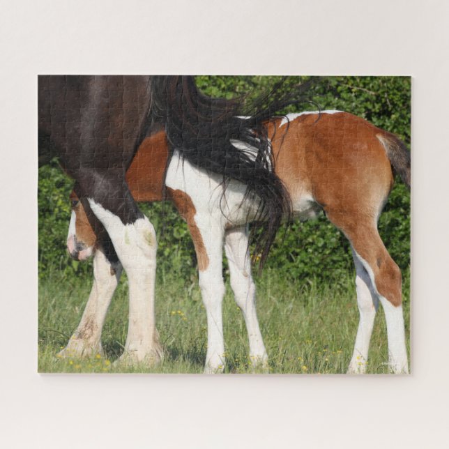 Bob Langrish | Irish Sport Horse Foal Hiding Jigsaw Puzzle (Horizontal)