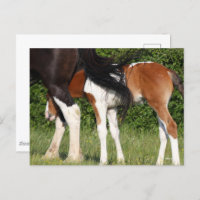 Bob Langrish | Irish Sport Horse Foal Hiding