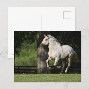 Bob Langrish   Lusitano Horse Running Postcard