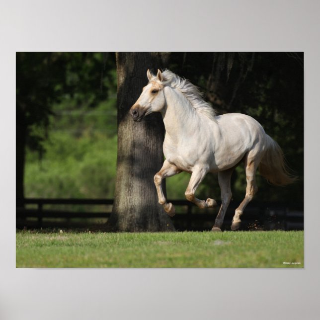 Bob Langrish | Lusitano Horse Running Poster (Front)