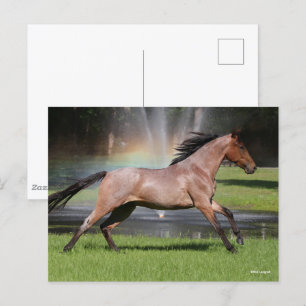Bob Langrish   Mangalarga Horse Running Rainbow Postcard