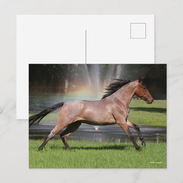 Bob Langrish | Mangalarga Horse Running Rainbow Postcard (Front/Back)
