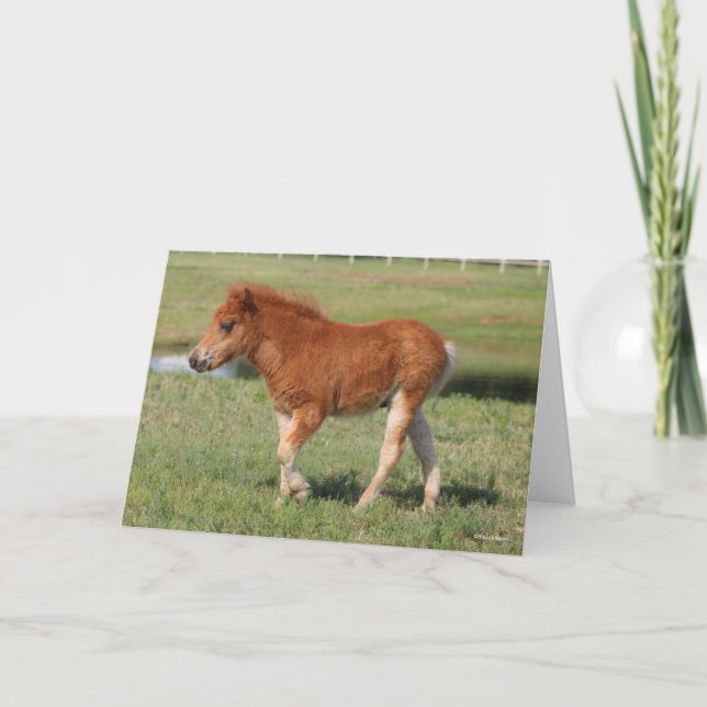 Bob Langrish | Miniature Foal Walking Card (Front)