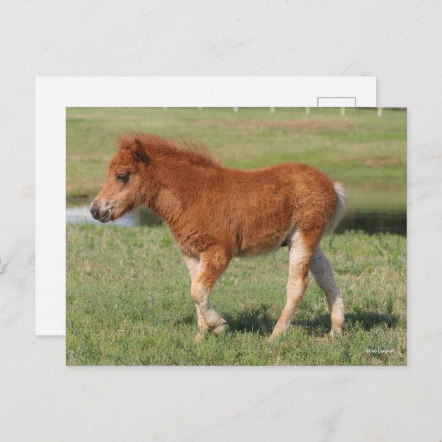 Bob Langrish | Miniature Foal Walking Postcard (Front/Back)