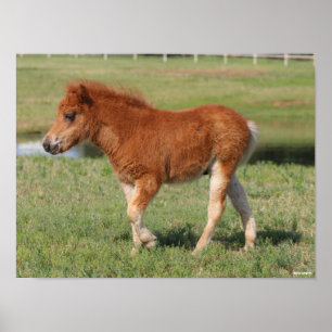 Bob Langrish   Miniature Foal Walking Poster