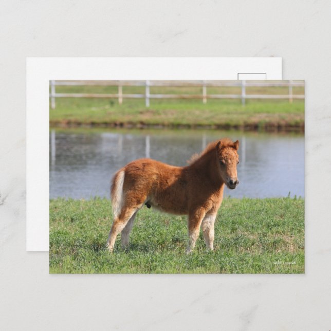 Bob Langrish | Miniature Pony Foal Standing Postcard (Front/Back)