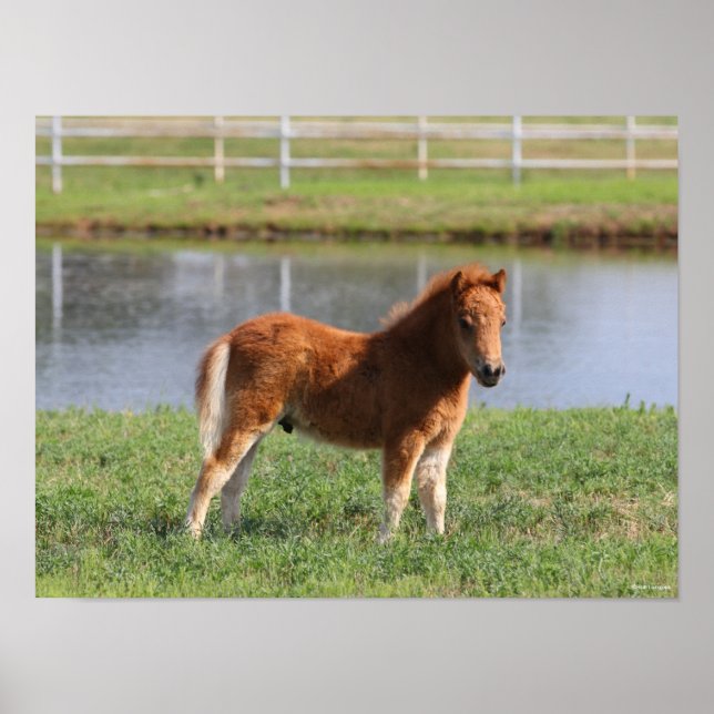 Bob Langrish | Miniature Pony Foal Standing Poster (Front)