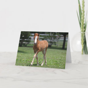 Bob Langrish   Miniature Pony Foal Walking Card