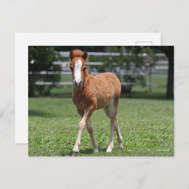 Bob Langrish | Miniature Pony Foal Walking Postcard (Front/Back)