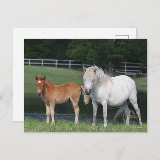 Bob Langrish Miniature Pony Mare and Foal Standing Postcard (Front/Back)