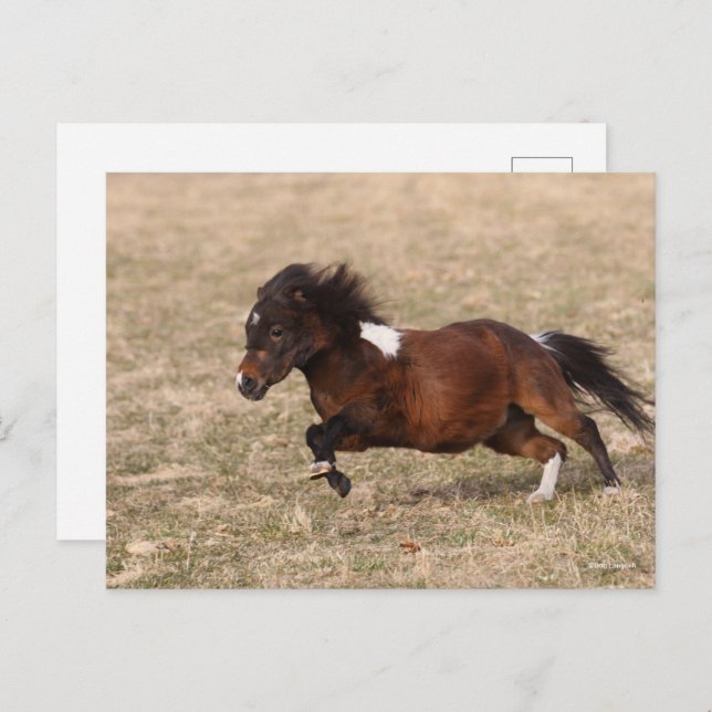Bob Langrish | Miniature Pony Running Fast Postcard (Front/Back)