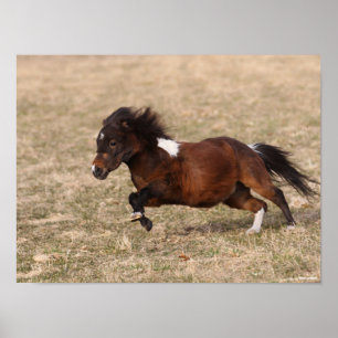 Bob Langrish   Miniature Pony Running Fast Poster