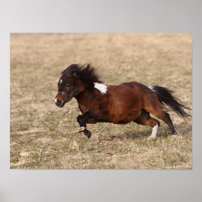 Bob Langrish | Miniature Pony Running Fast Poster (Front)