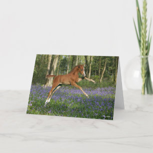 Bob Langrish   Morgan Foal Leaping With Bluebells Card