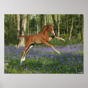 Bob Langrish   Morgan Foal Leaping With Bluebells Poster
