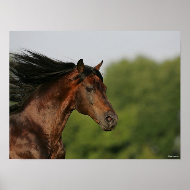 Bob Langrish | Morgan Horse Headshot Flowing Mane Poster (Front)