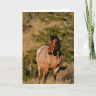 Bob Langrish   Mustang Horse Standing Card